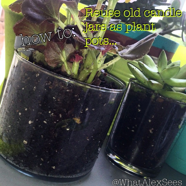 How to reuse candle jars as plant pots...